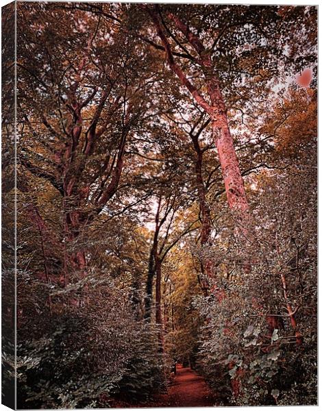 Look into the woods  Canvas Print by Rachael Smith
