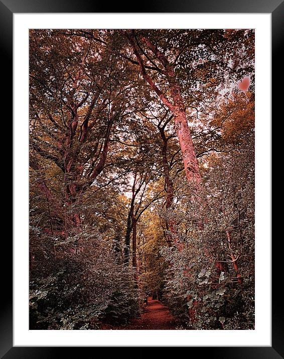 Look into the woods  Framed Mounted Print by Rachael Smith