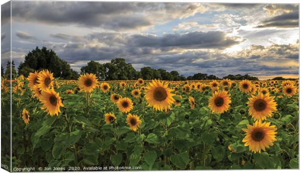 The Sunflower Field Canvas Print by Jon Jones