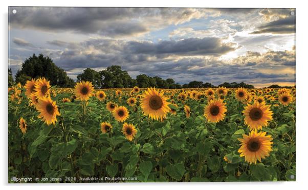 The Sunflower Field Acrylic by Jon Jones