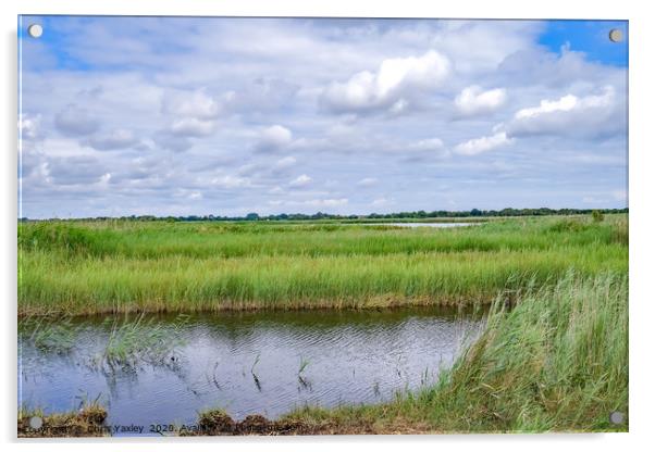 A view across Hickling Nature Reserve Acrylic by Chris Yaxley
