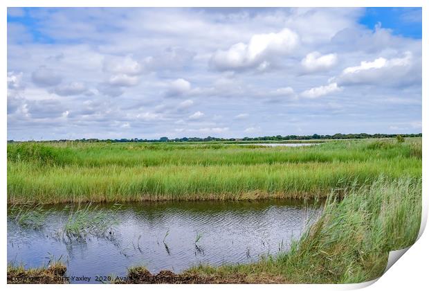 A view across Hickling Nature Reserve Print by Chris Yaxley
