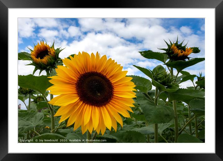 Sunflowers 1 Framed Mounted Print by Joy Newbould