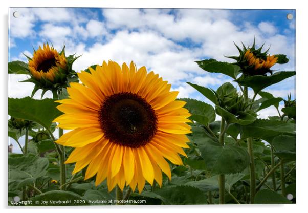 Sunflowers 1 Acrylic by Joy Newbould