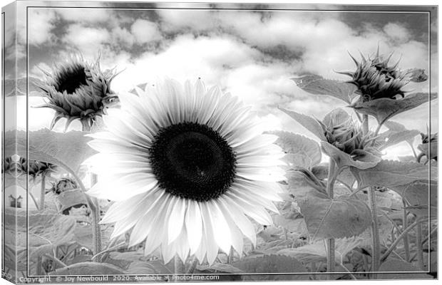 Sunflower - Black & White  Canvas Print by Joy Newbould