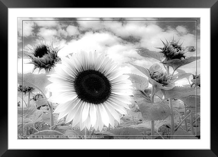 Sunflower - Black & White  Framed Mounted Print by Joy Newbould