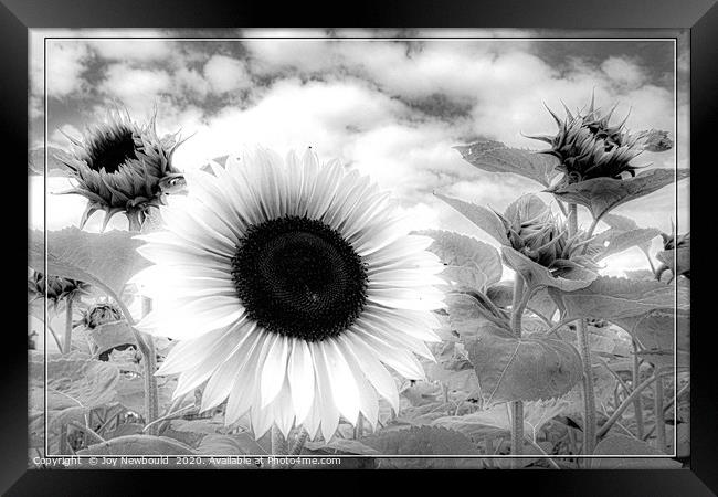 Sunflower - Black & White  Framed Print by Joy Newbould