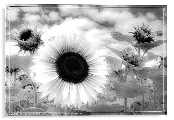 Sunflower - Black & White  Acrylic by Joy Newbould