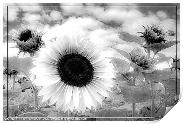 Sunflower - Black & White  Print by Joy Newbould