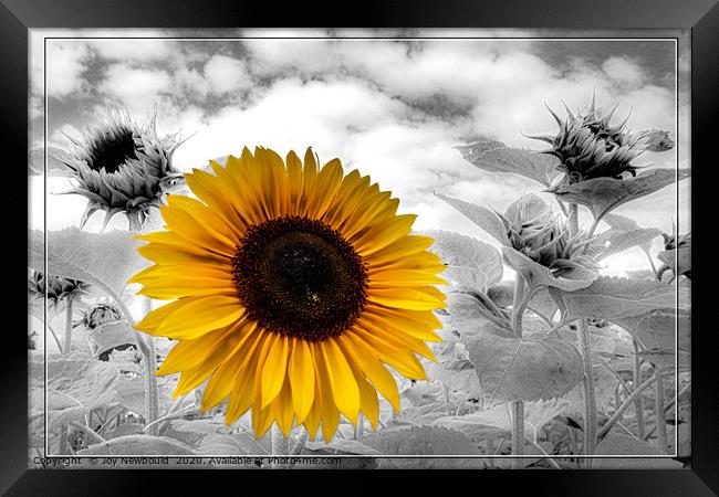 Sunflower Field Framed Print by Joy Newbould