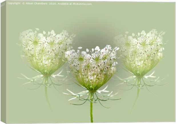Queen Anne's Lace Canvas Print by Alison Chambers