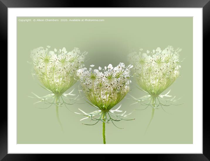 Queen Anne's Lace Framed Mounted Print by Alison Chambers