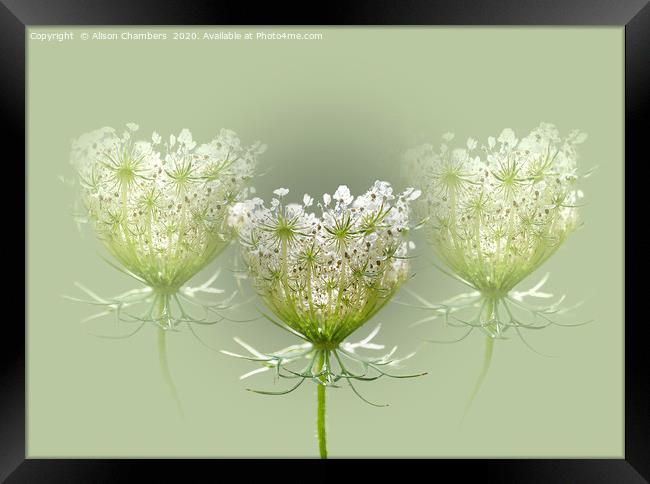 Queen Anne's Lace Framed Print by Alison Chambers
