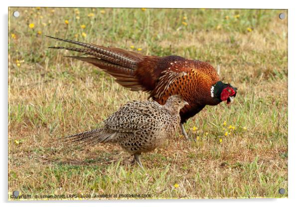 Pheasant courtship and mating ritual display Acrylic by Simon Bratt LRPS