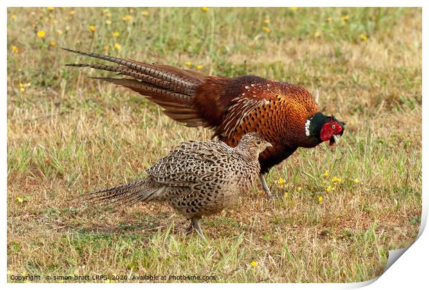 Pheasant courtship and mating ritual display Print by Simon Bratt LRPS