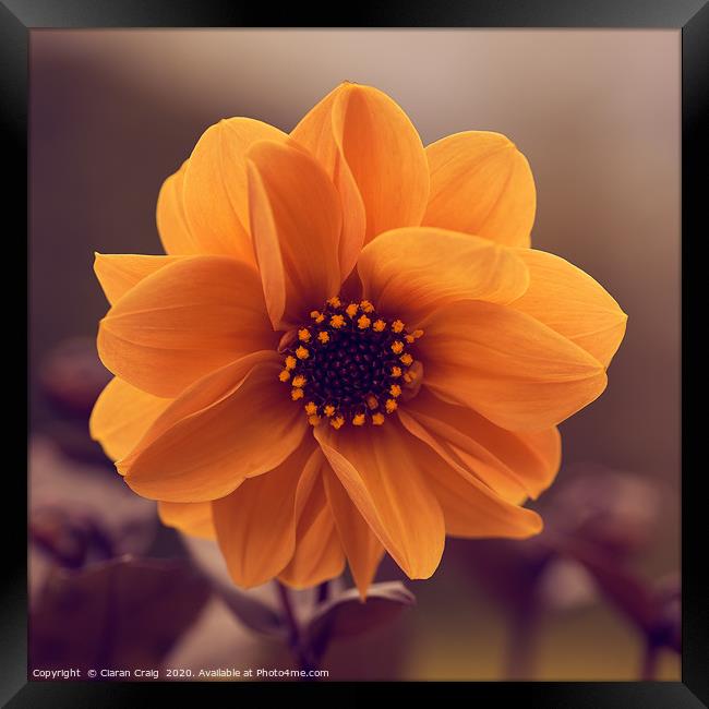 Closeup Orange Flower  Framed Print by Ciaran Craig
