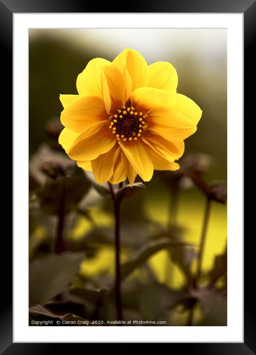 Yellow Flower  Framed Mounted Print by Ciaran Craig