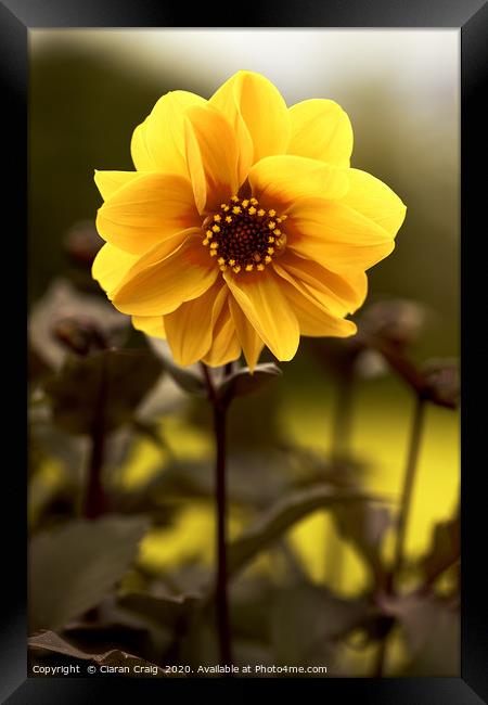 Yellow Flower  Framed Print by Ciaran Craig