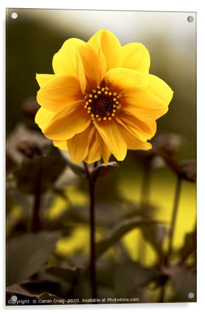 Yellow Flower  Acrylic by Ciaran Craig