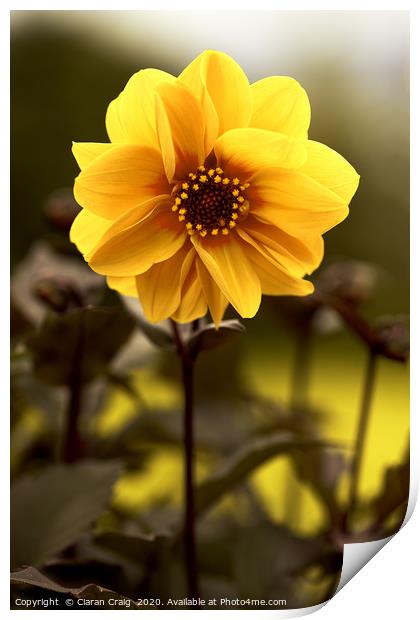 Yellow Flower  Print by Ciaran Craig