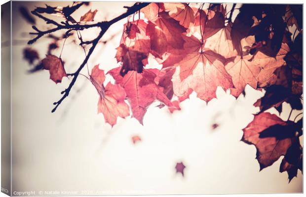 Autumn Leaves  Canvas Print by Natalie Kinnear