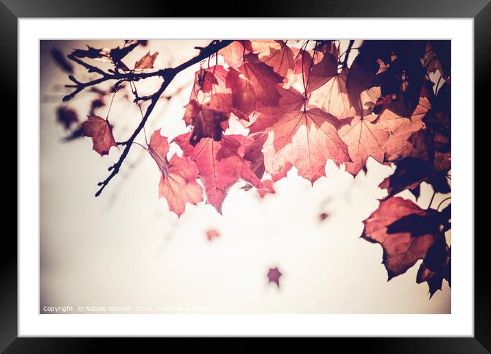 Autumn Leaves  Framed Mounted Print by Natalie Kinnear