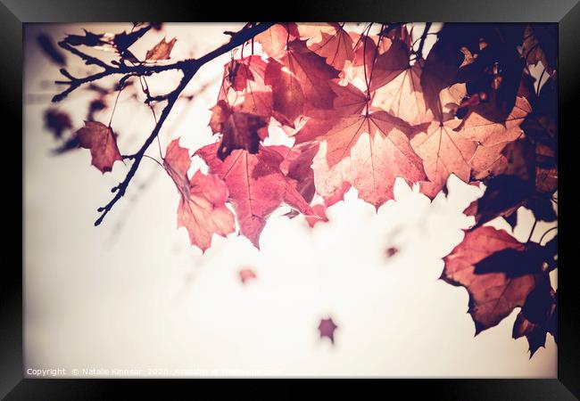 Autumn Leaves  Framed Print by Natalie Kinnear