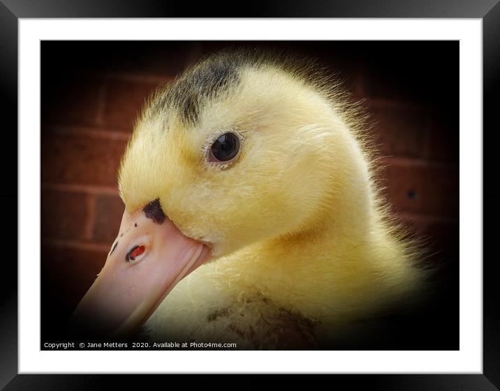Duckling Framed Mounted Print by Jane Metters