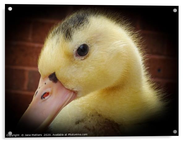Duckling Acrylic by Jane Metters