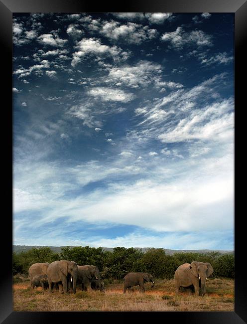 Untamed Beauty of African Elephants Framed Print by Jonathan Pankhurst