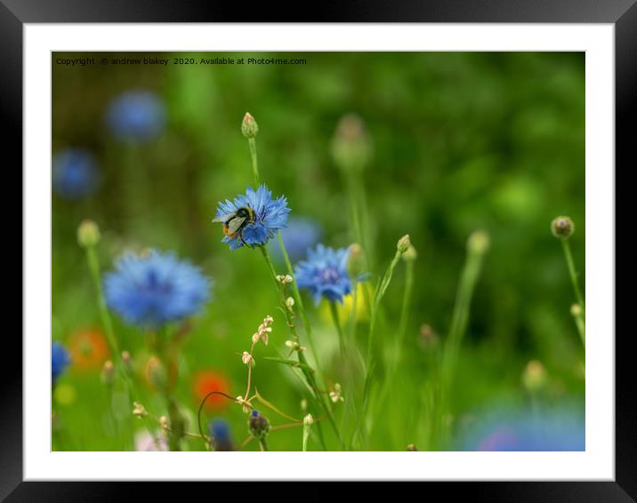 Buzzing Bee Admiring Cornflower Framed Mounted Print by andrew blakey