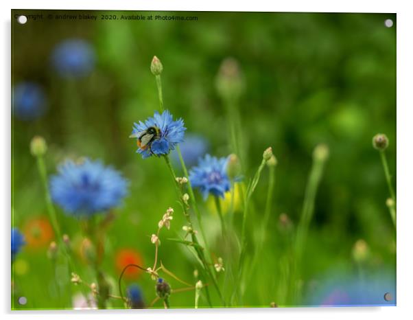 Buzzing Bee Admiring Cornflower Acrylic by andrew blakey