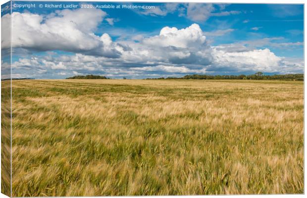 Spring Barley Nearly Ready Canvas Print by Richard Laidler