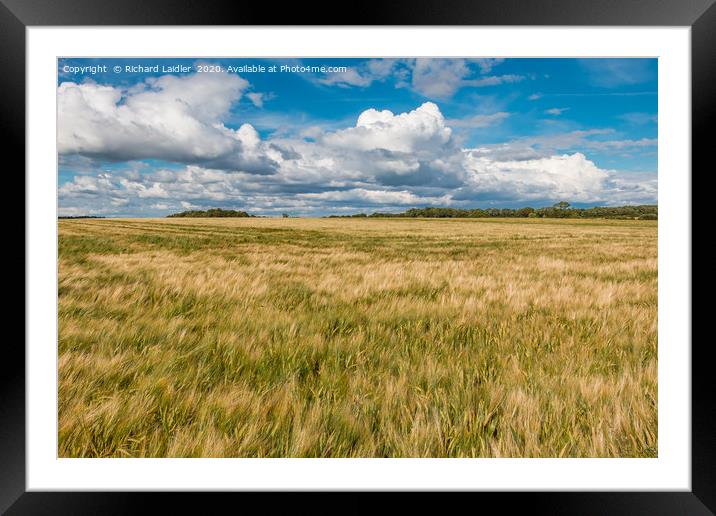 Spring Barley Nearly Ready Framed Mounted Print by Richard Laidler