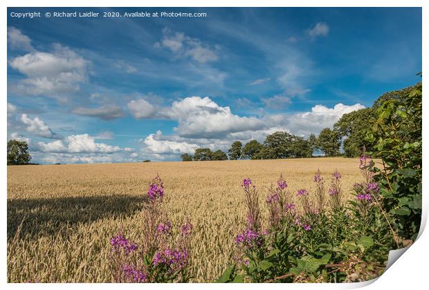 Winter Wheat Nearly Ready Print by Richard Laidler