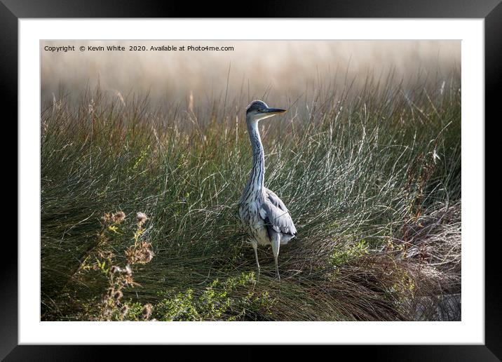 Heron on guard Framed Mounted Print by Kevin White