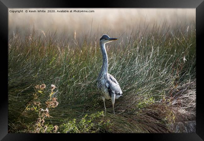 Heron on guard Framed Print by Kevin White