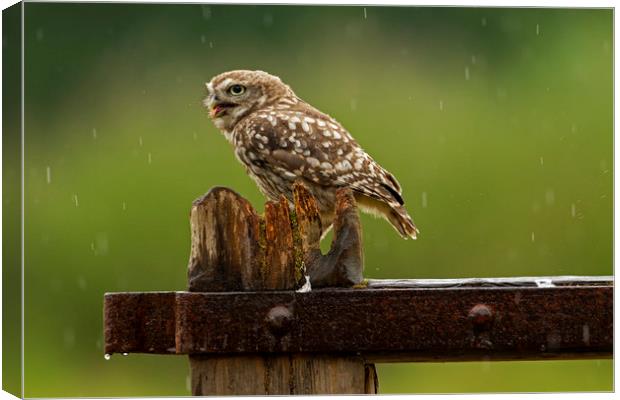 Little Owl in the rain Canvas Print by Jenny Hibbert