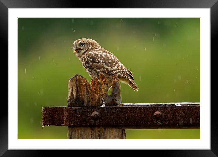 Little Owl in the rain Framed Mounted Print by Jenny Hibbert