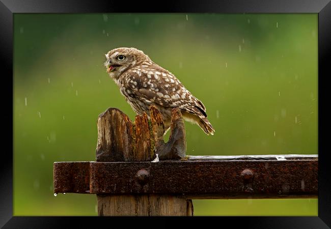Little Owl in the rain Framed Print by Jenny Hibbert