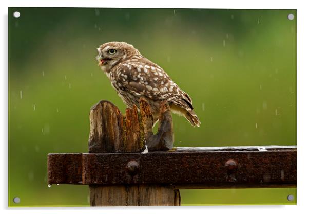 Little Owl in the rain Acrylic by Jenny Hibbert