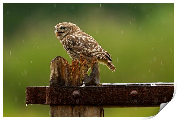 Little Owl in the rain Print by Jenny Hibbert