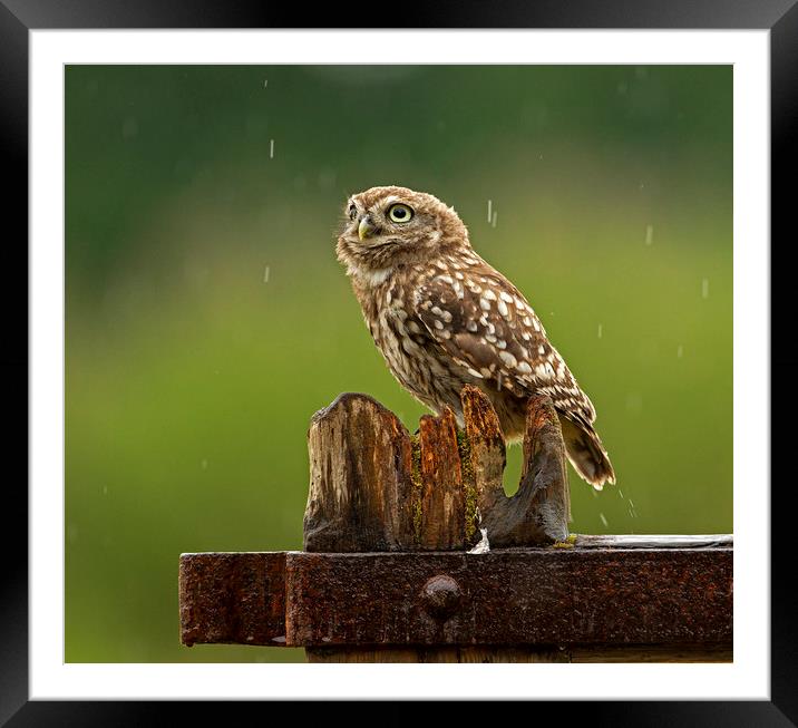 Little Owl looking up at the rain Framed Mounted Print by Jenny Hibbert