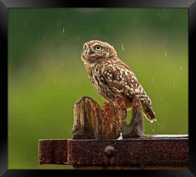 Little Owl looking up at the rain Framed Print by Jenny Hibbert