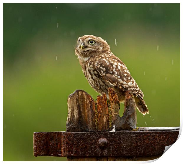 Little Owl looking up at the rain Print by Jenny Hibbert