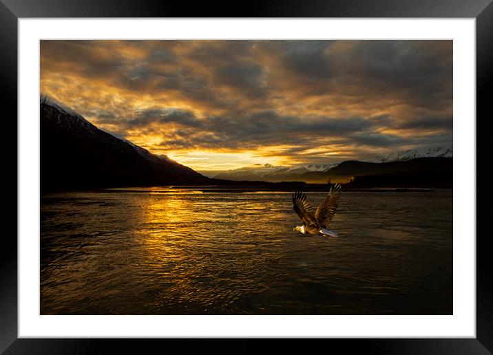 Bald eagle flies across Chilkat river Alaska Framed Mounted Print by Jenny Hibbert