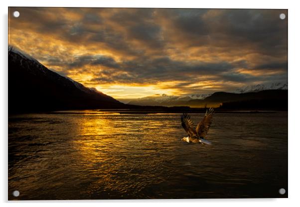 Bald eagle flies across Chilkat river Alaska Acrylic by Jenny Hibbert