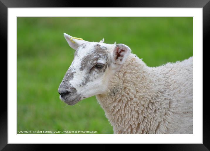 Spring lamb Framed Mounted Print by Alan Barnes