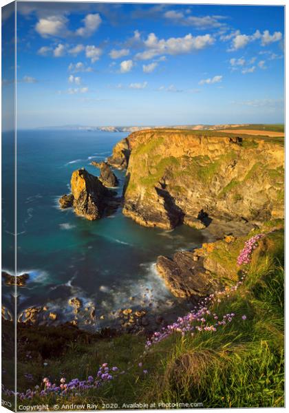 Thrift at Hells Mouth Canvas Print by Andrew Ray