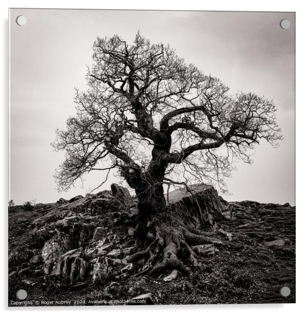 Gnarled Tree Acrylic by Roger Aubrey